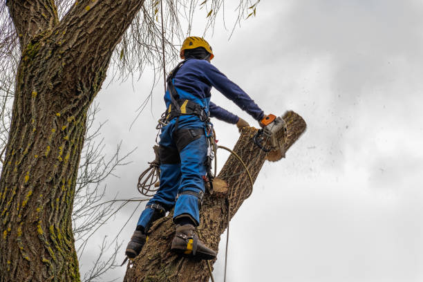 Best Utility Line Clearance  in Leonia, NJ