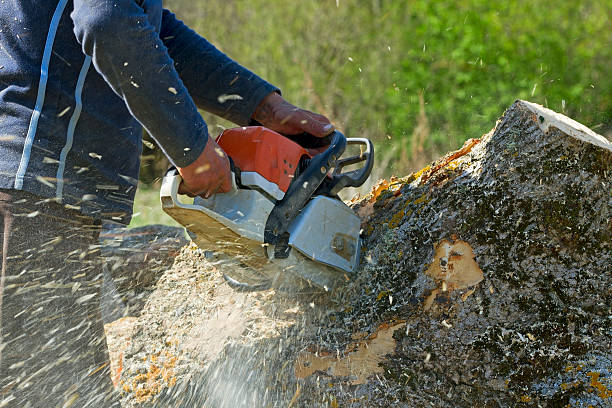 Best Landscape Design and Installation  in Leonia, NJ